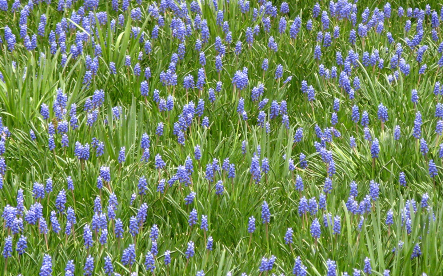 Красивый цветущий гиацинт на поляне