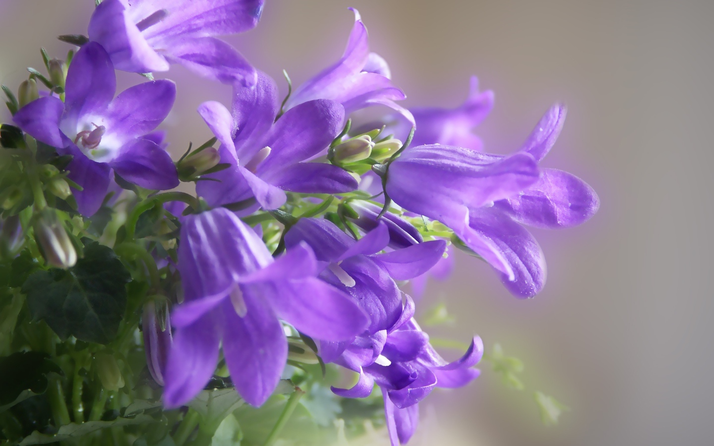 Красивые колокольчики