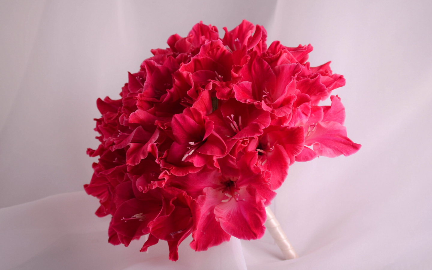 Красивый букет глаидоулс