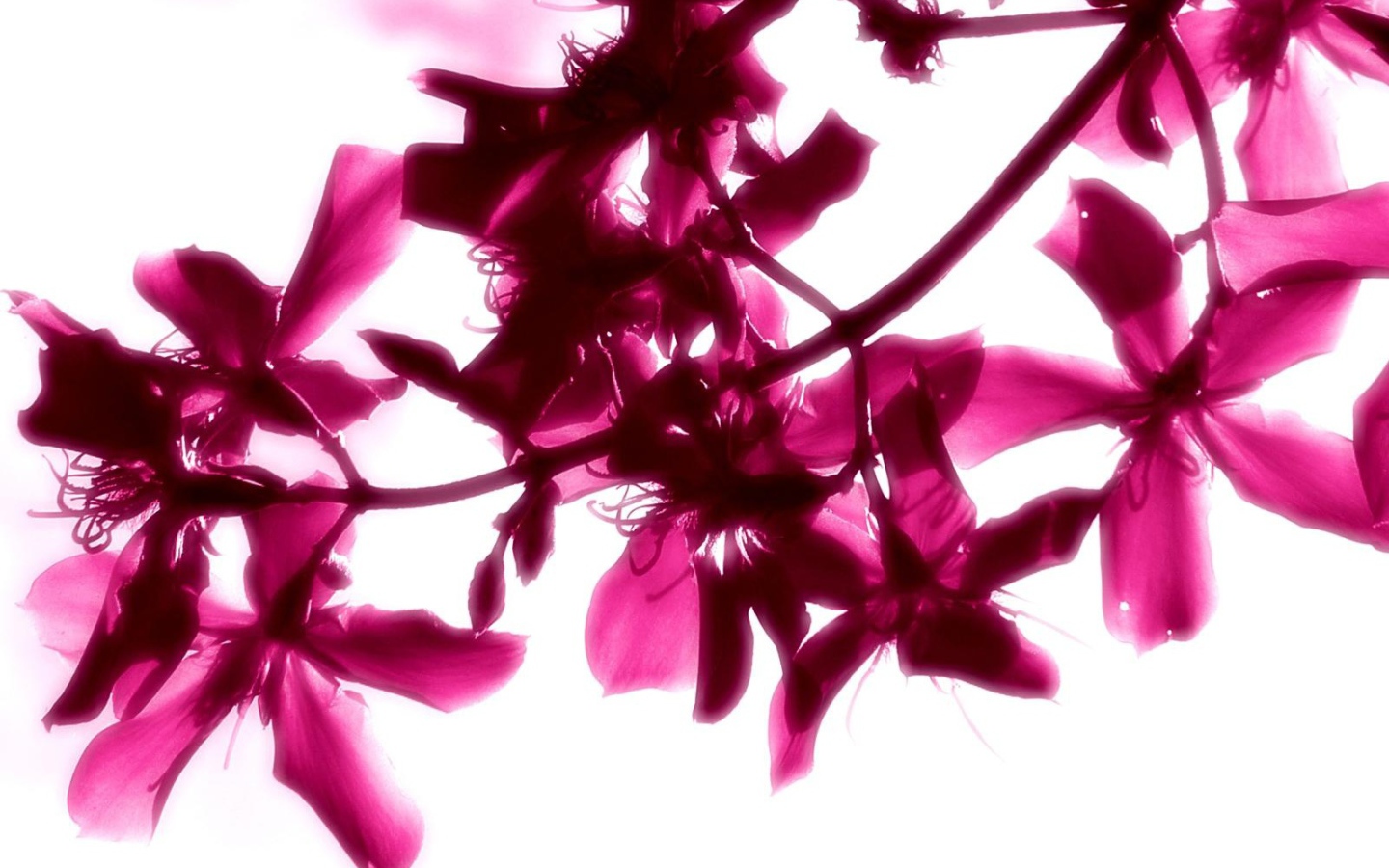 Красивые яркие цветы