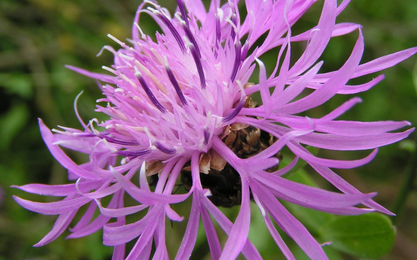 Красивые васильки на клумбе в саду