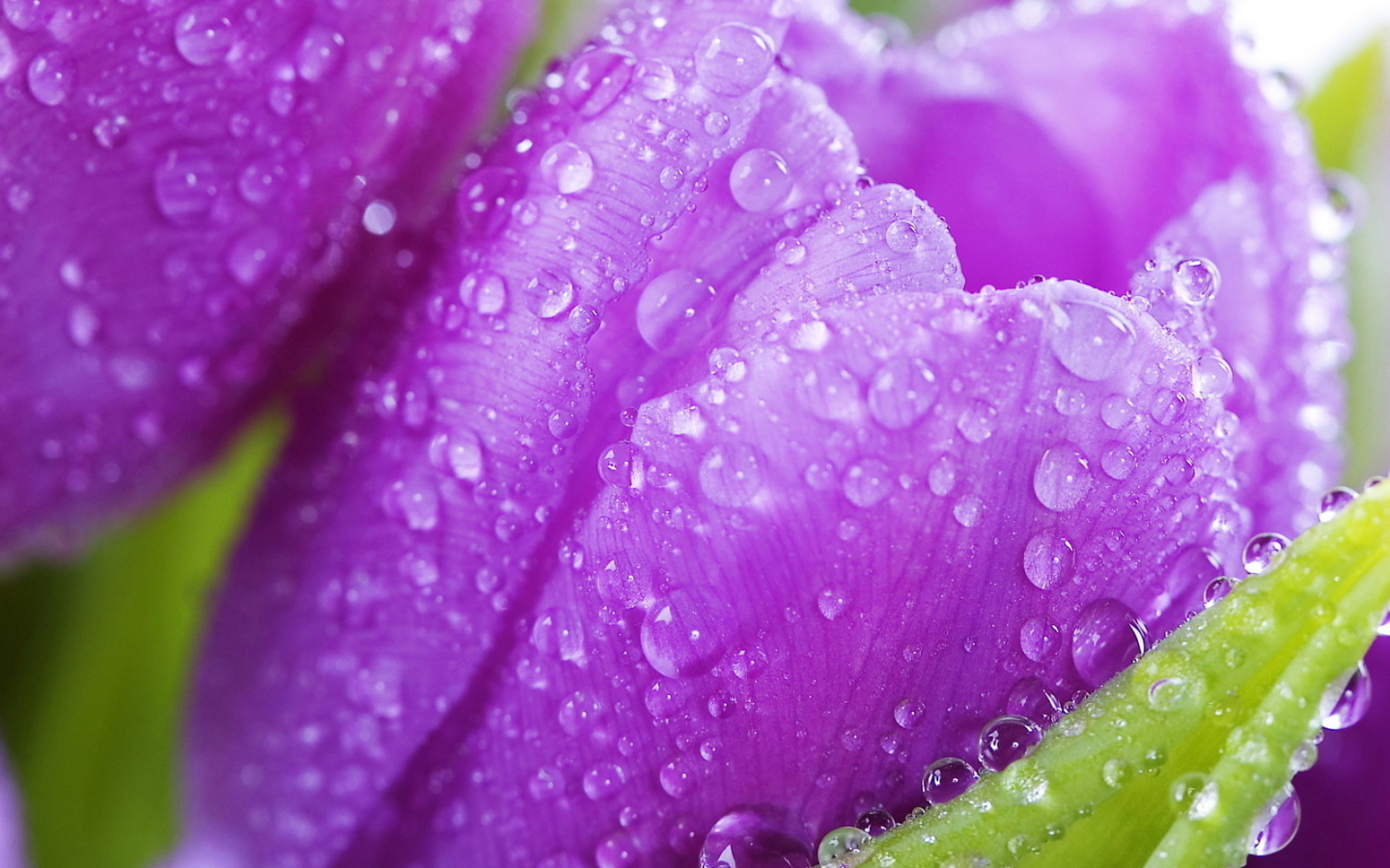 Красивые крокусы ранней весной