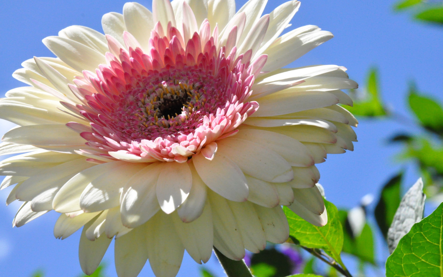 Красивая гербера в саду