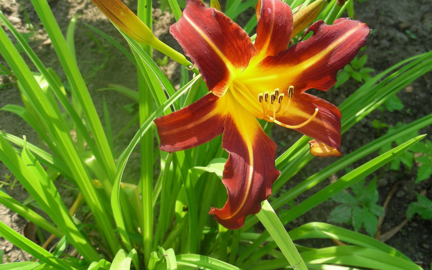 Красивый лилейник в саду