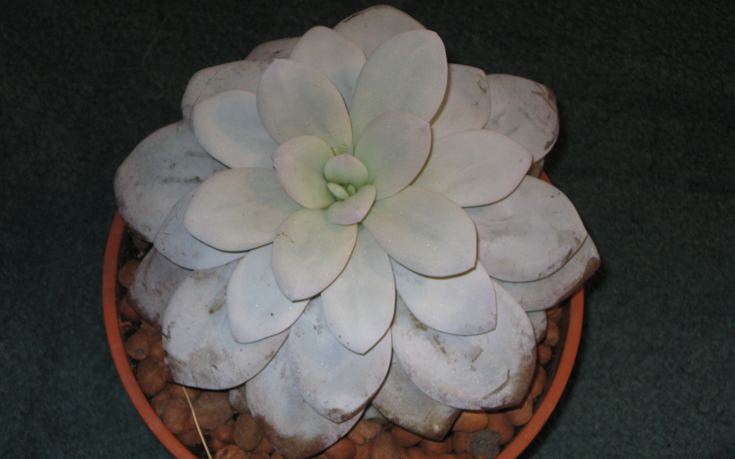 Красивая эхеверия (эчеверия) в саду