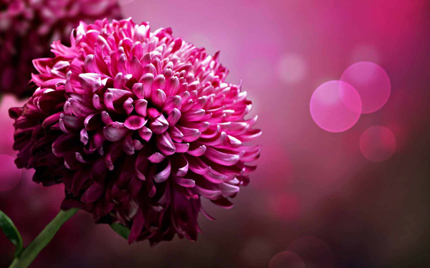 Красивый цветок астра