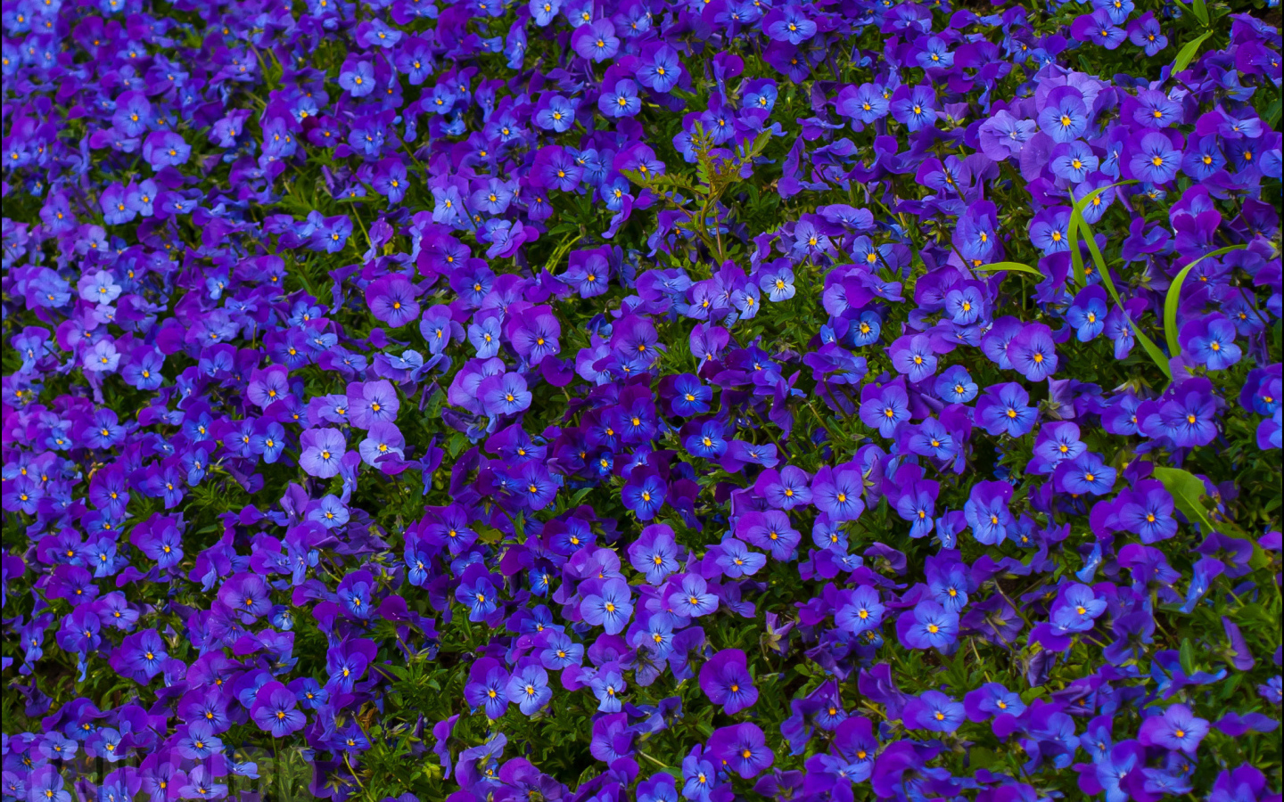 Расцвели красивые цветы анютины глазки