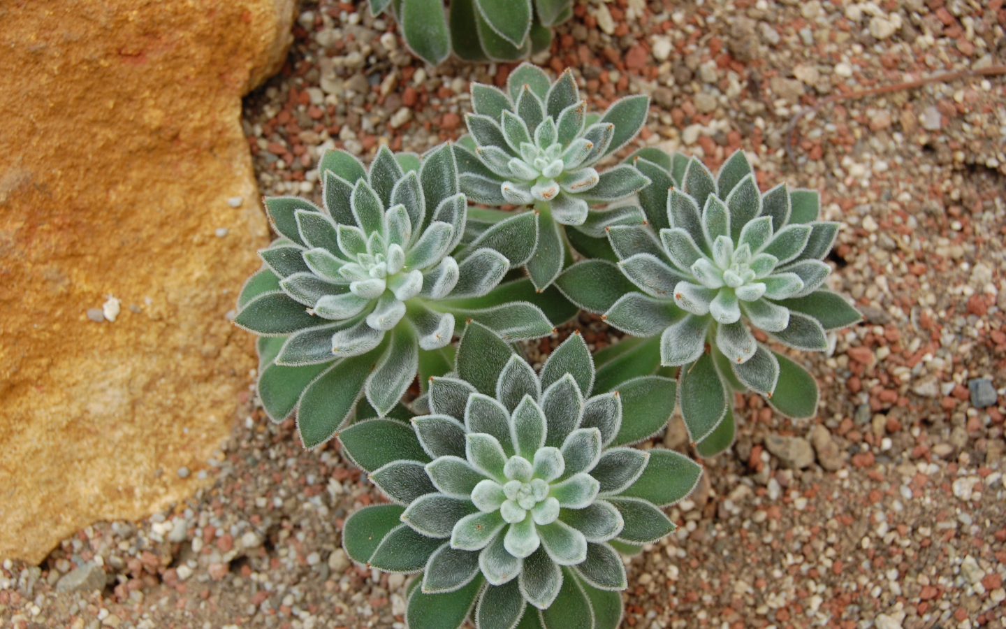 Красивый цветок эхеверия (эчеверия)  в саду