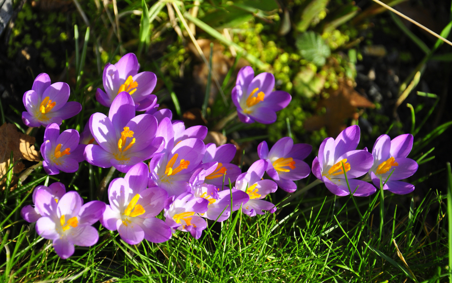 На солнце красивый цветок шафран