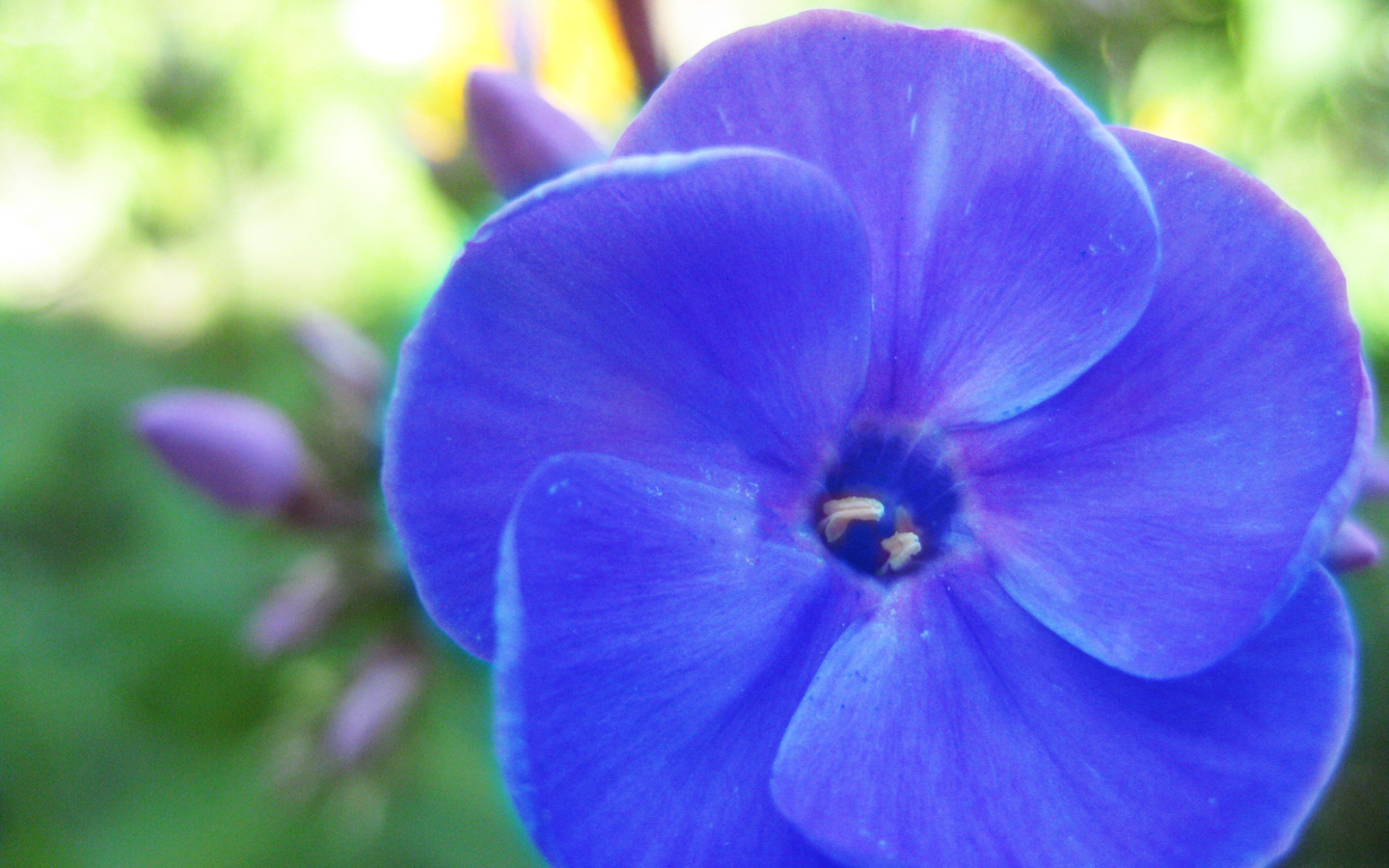 Красивый цветок флокс на поляне