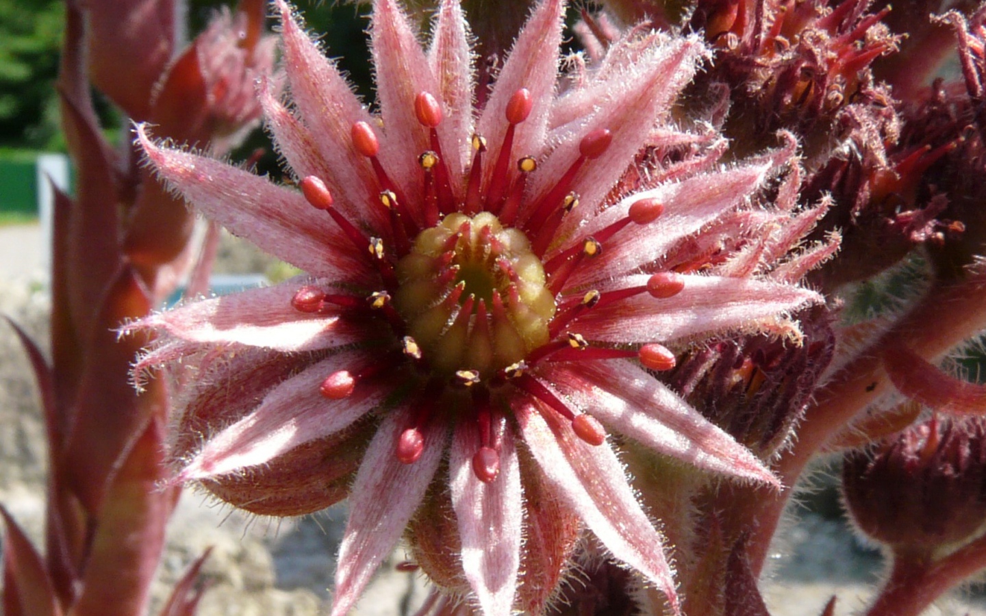 Красивый цветок молодило