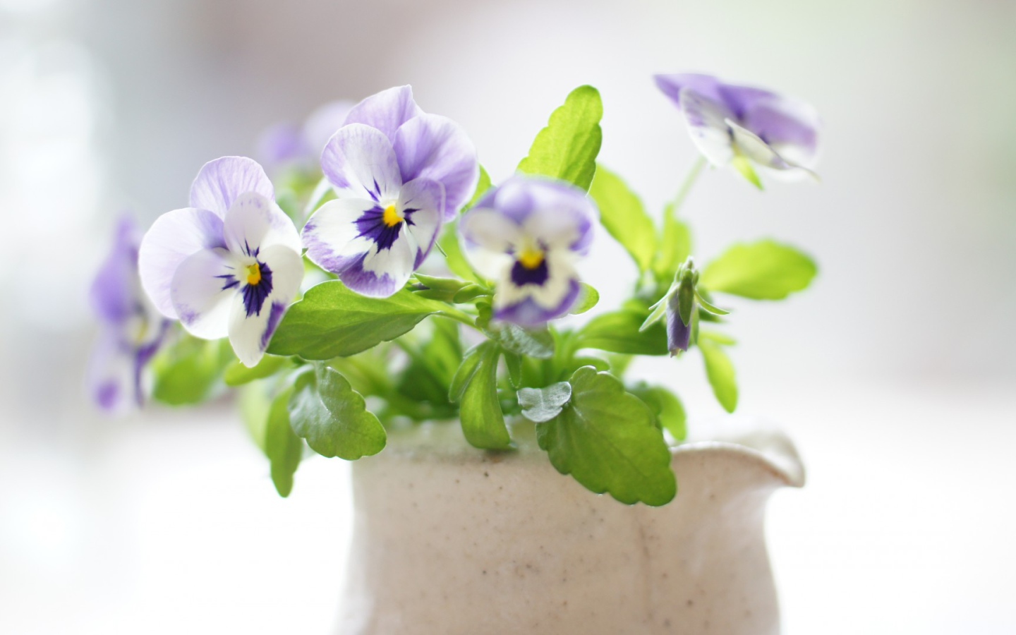 Красивые цветы