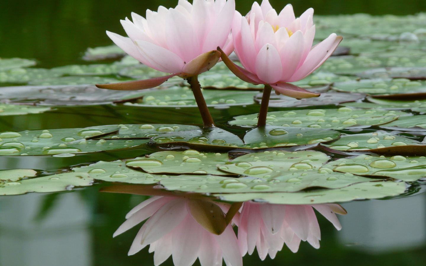 Прекрасные цветы нимфея