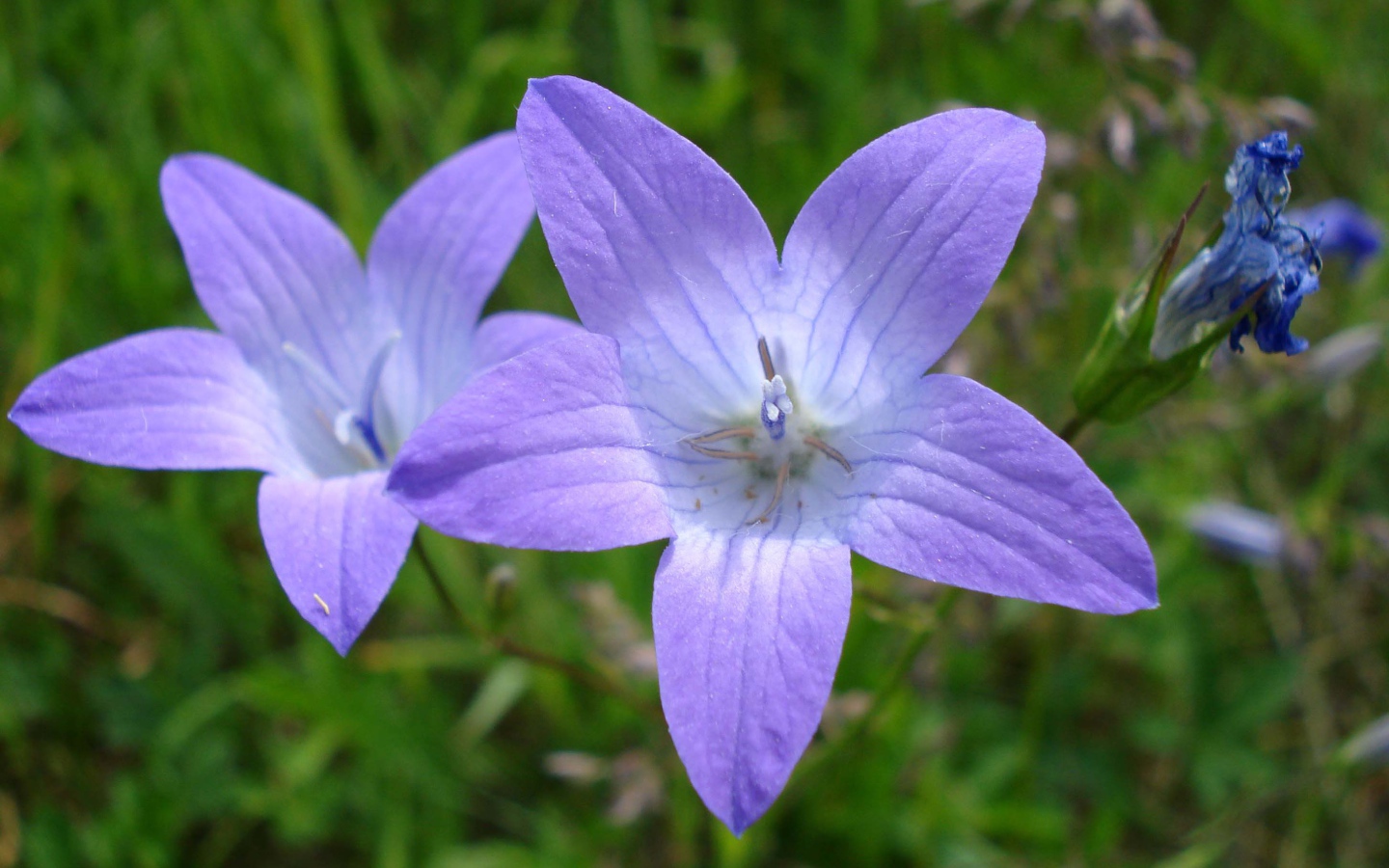 Красивые цветы колокольчик на клумбе в саду