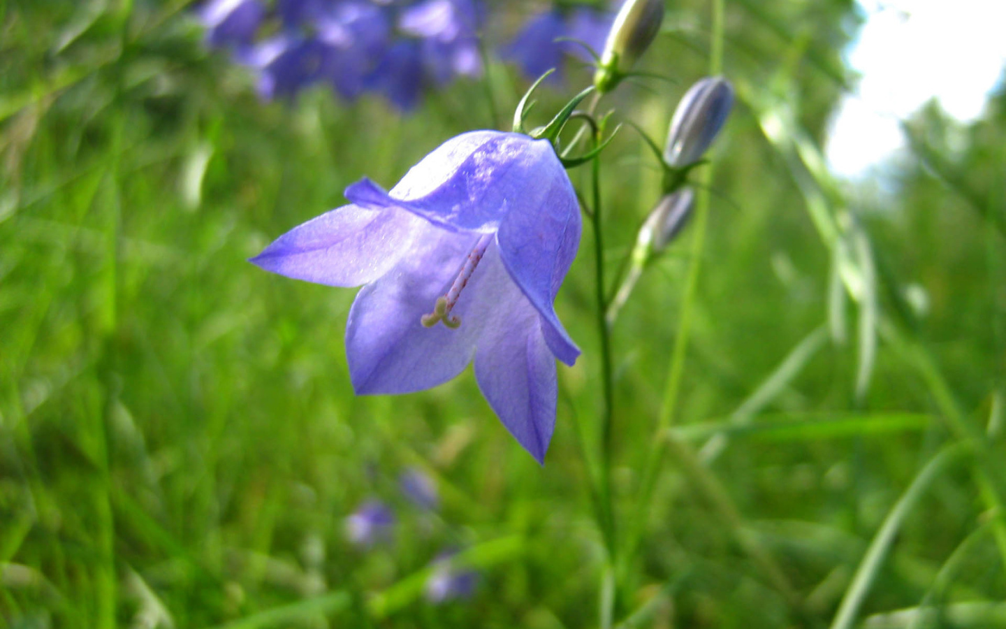 Beautiful flowers bell on a glade