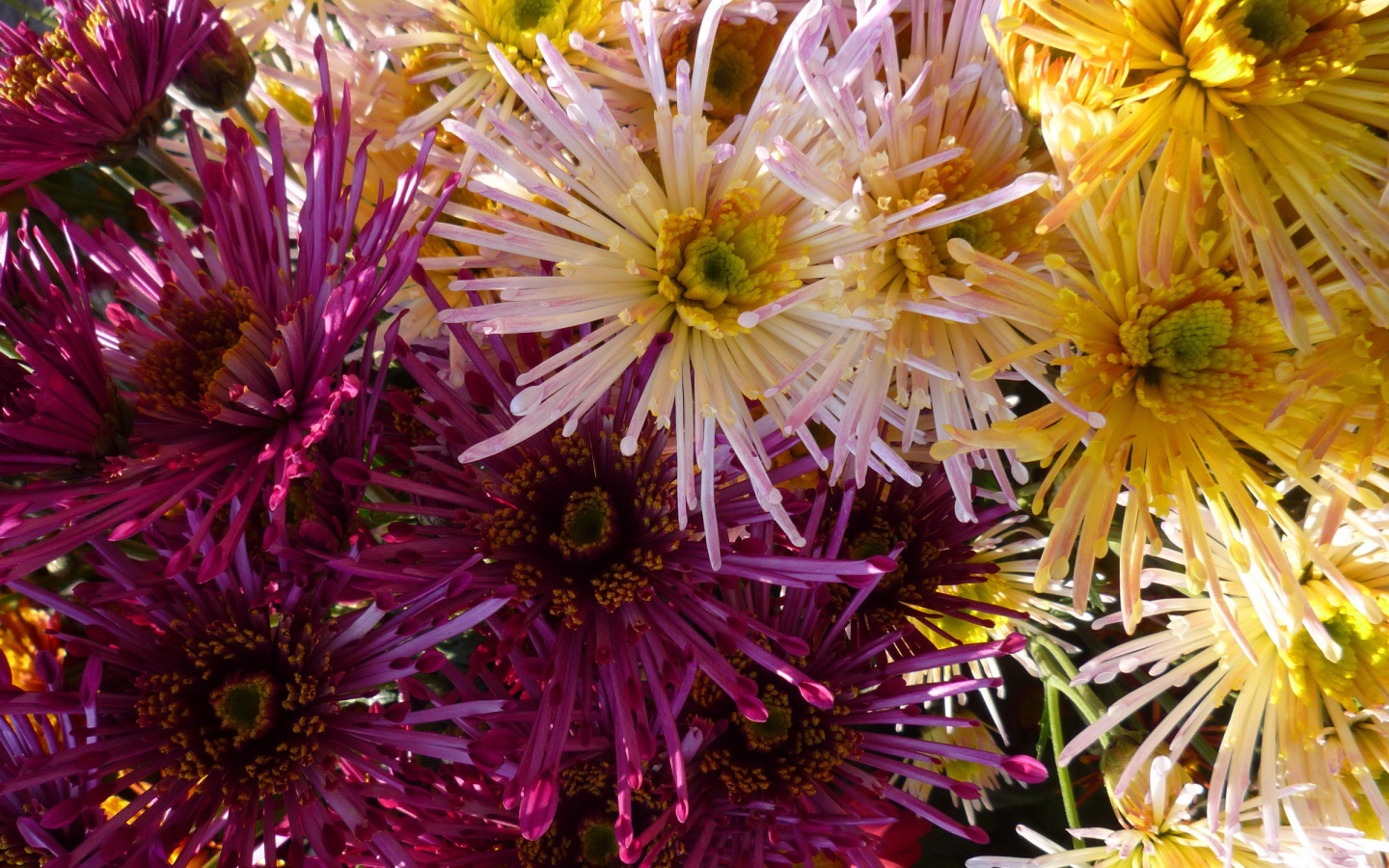 Красивые цветы хризантема в парке