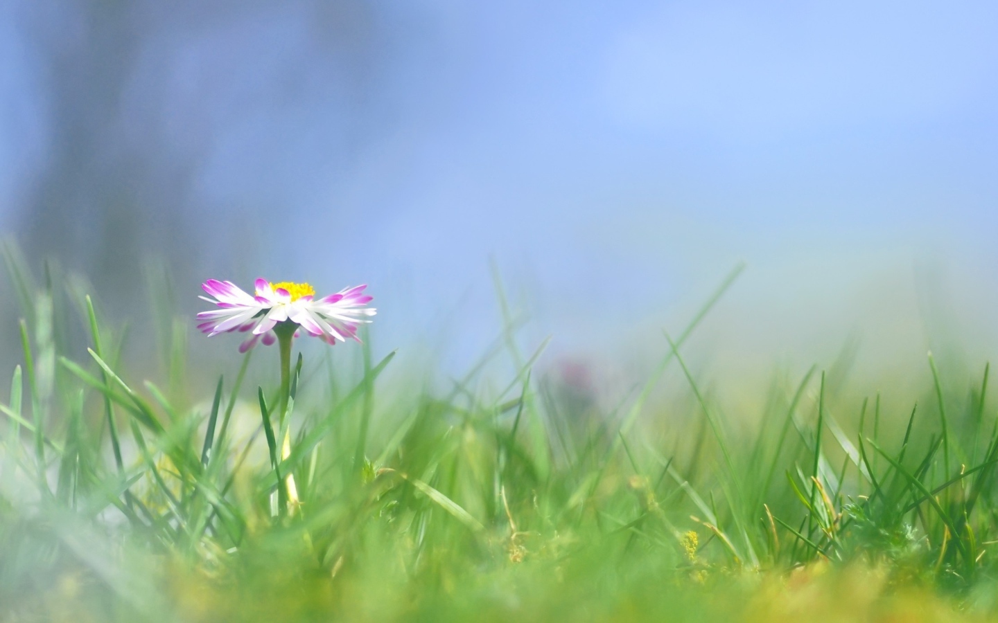 Прекрасные цветы маргаритки