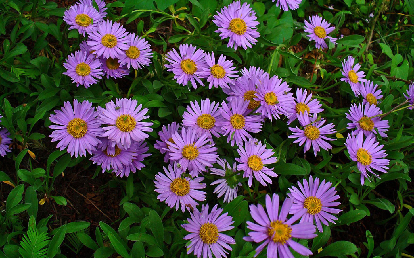 Красивые цветы астра на клумбе в саду