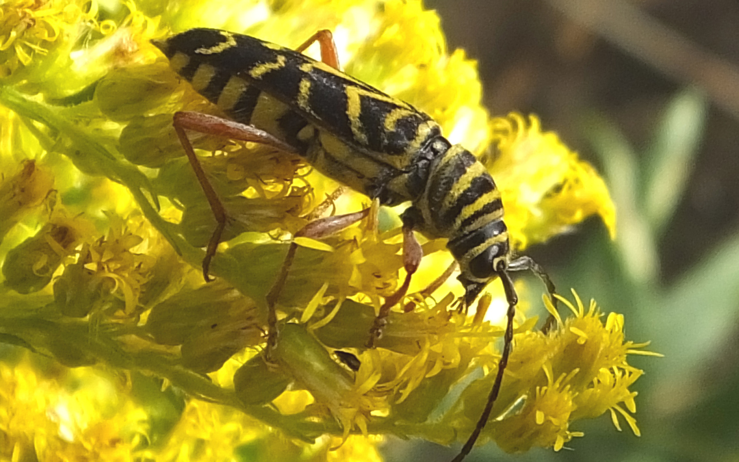 Красивые цветы венидиум на клумбе в саду