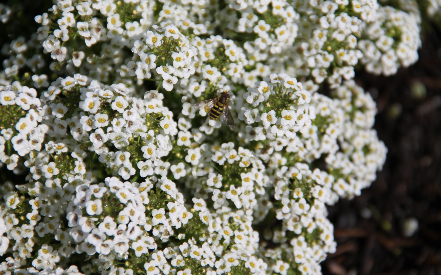 Красивые цветы алиссум в саду