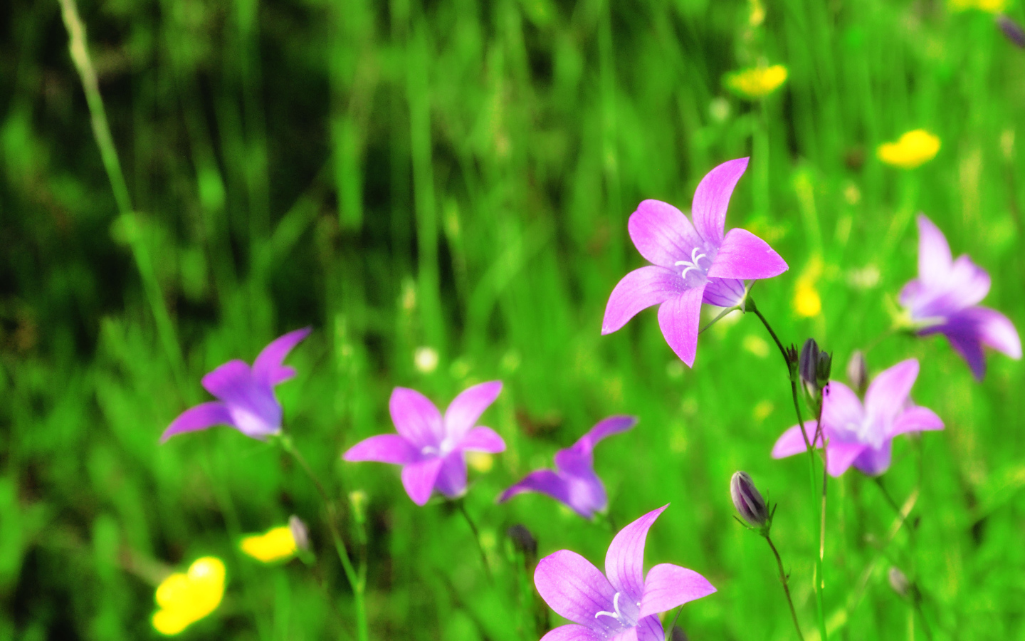 Красивые цветы колокольчики в саду