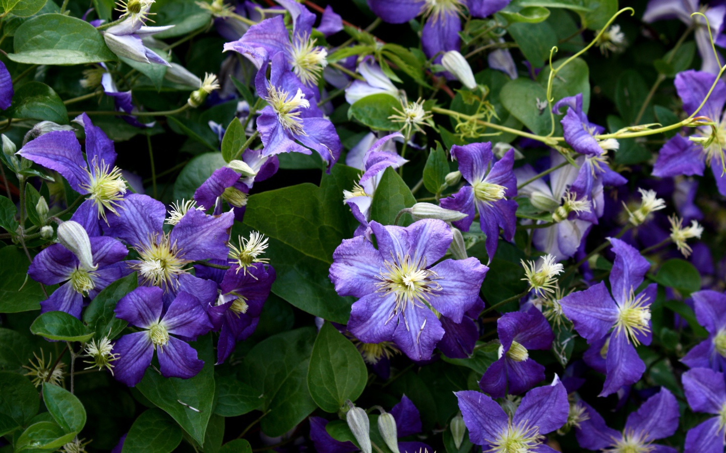 Красивые цветы клематис в саду