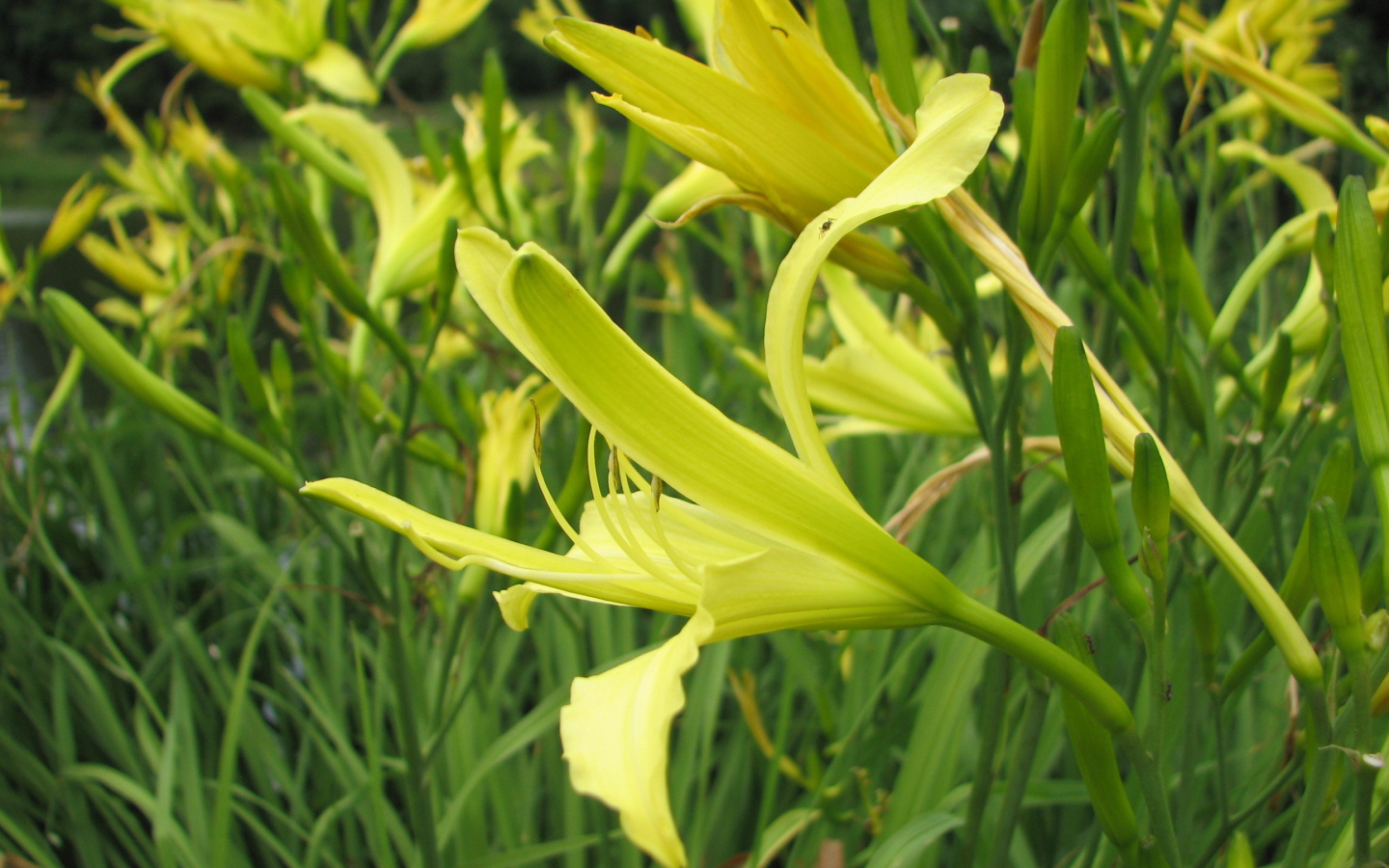 Красивые цветы лилейник в саду