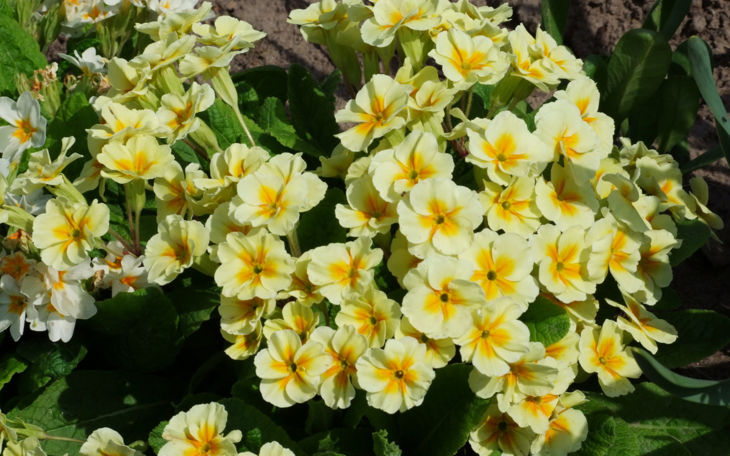 Красивые цветы примула в саду