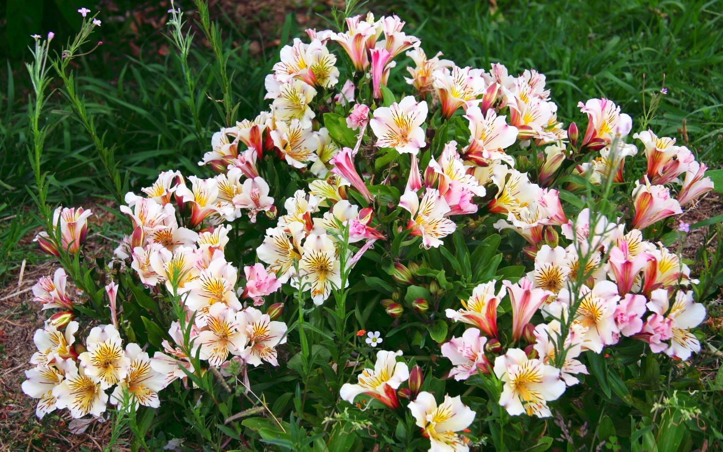 Красивые цветы альстремерия в парке