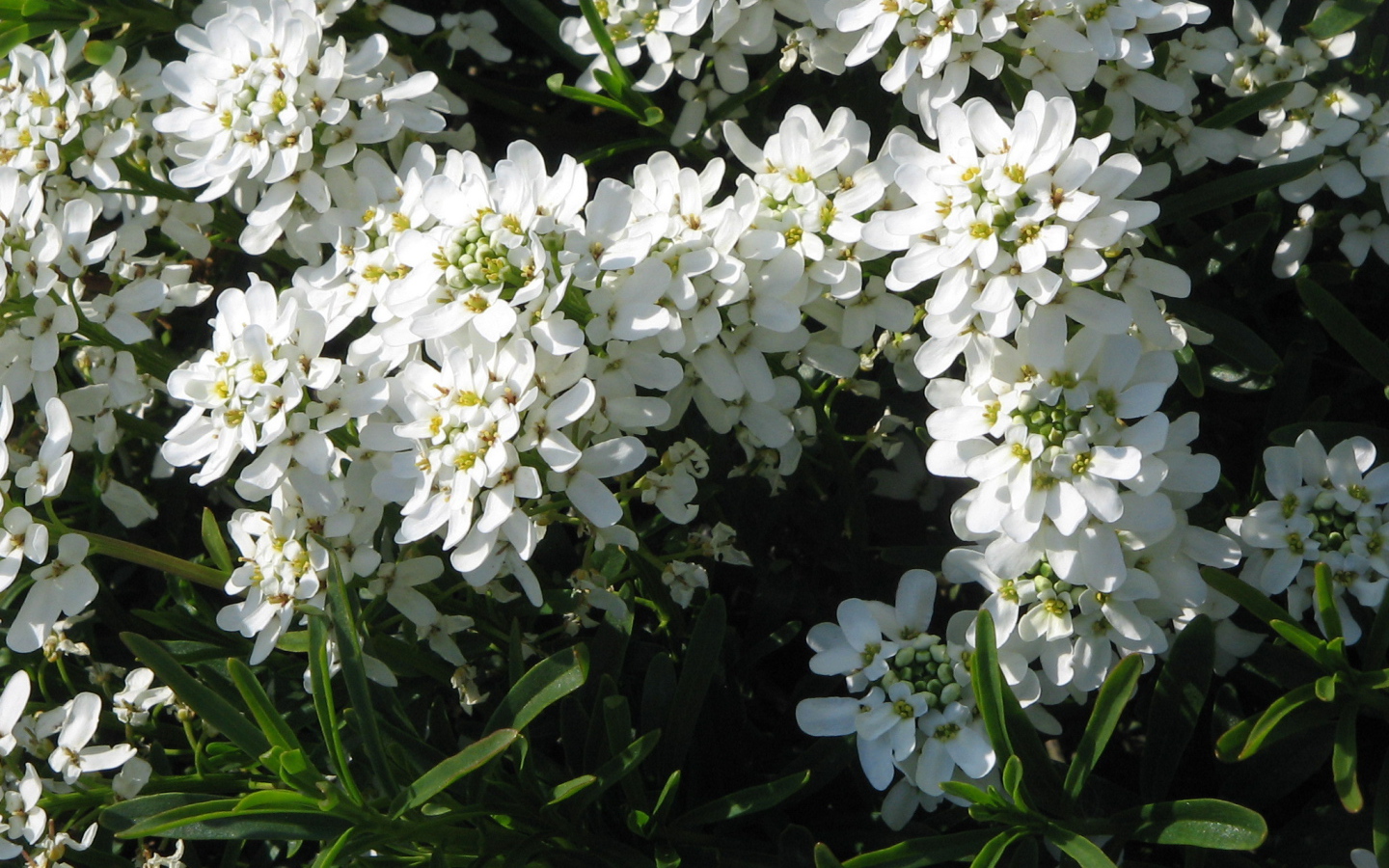 Красивые цветы иберис в парке