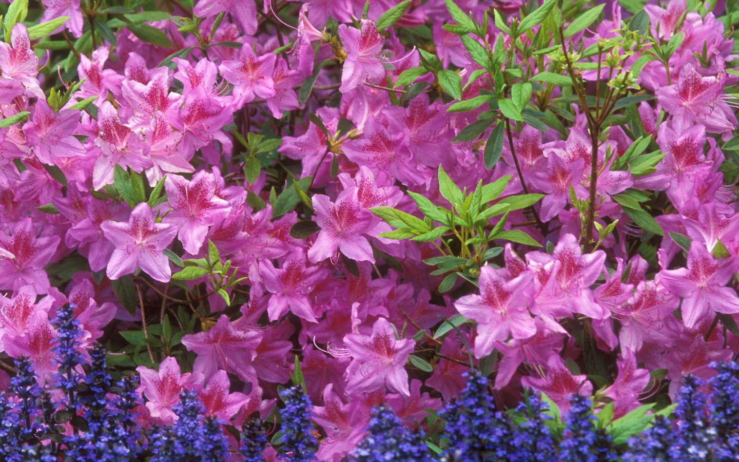 Красивые цветы аюга в парке