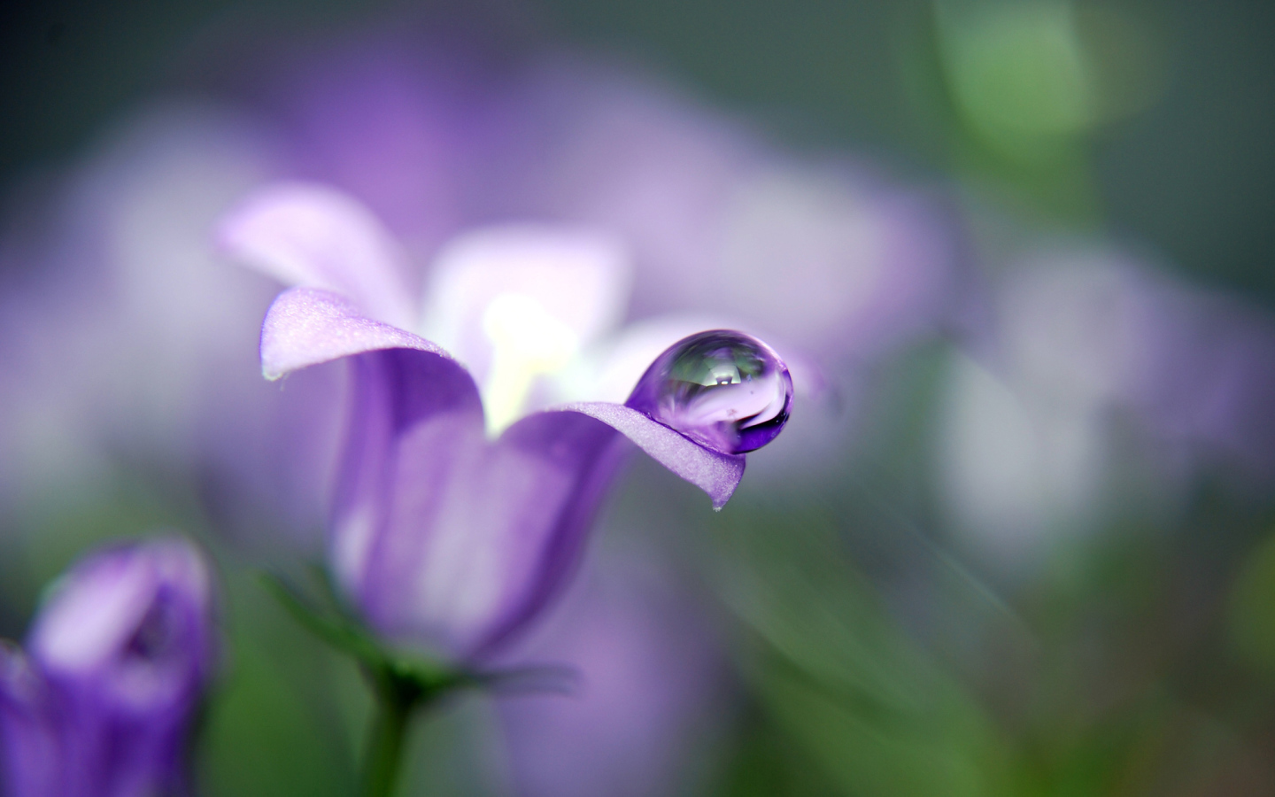 Красивые цветы колокольчик в парке