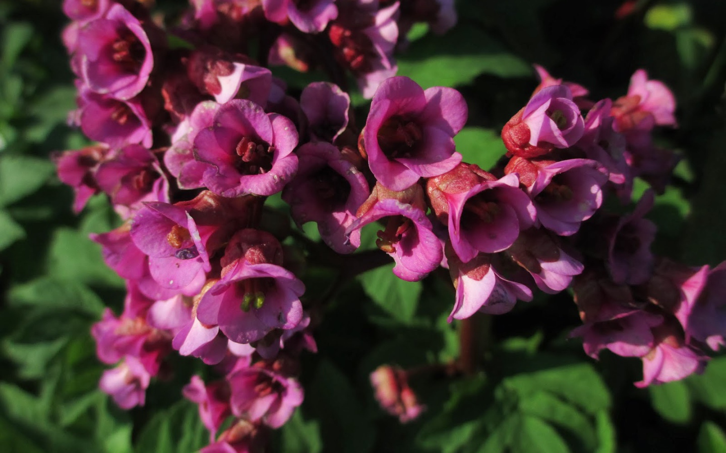 Красивые цветы бадан в парке