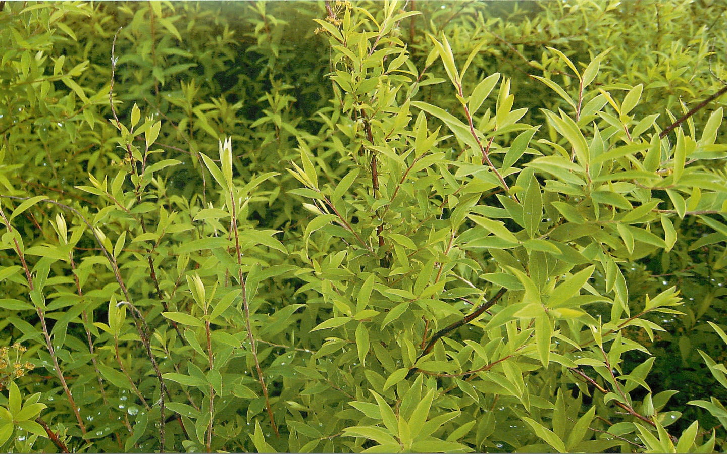 Красивые цветы спирея в парке