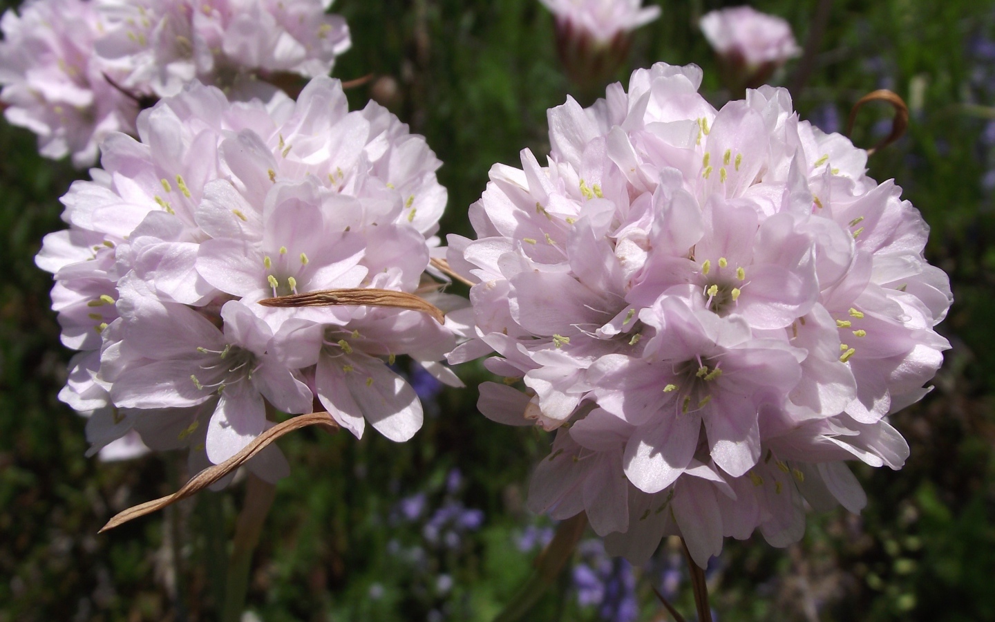 Красивые цветы армерия в парке