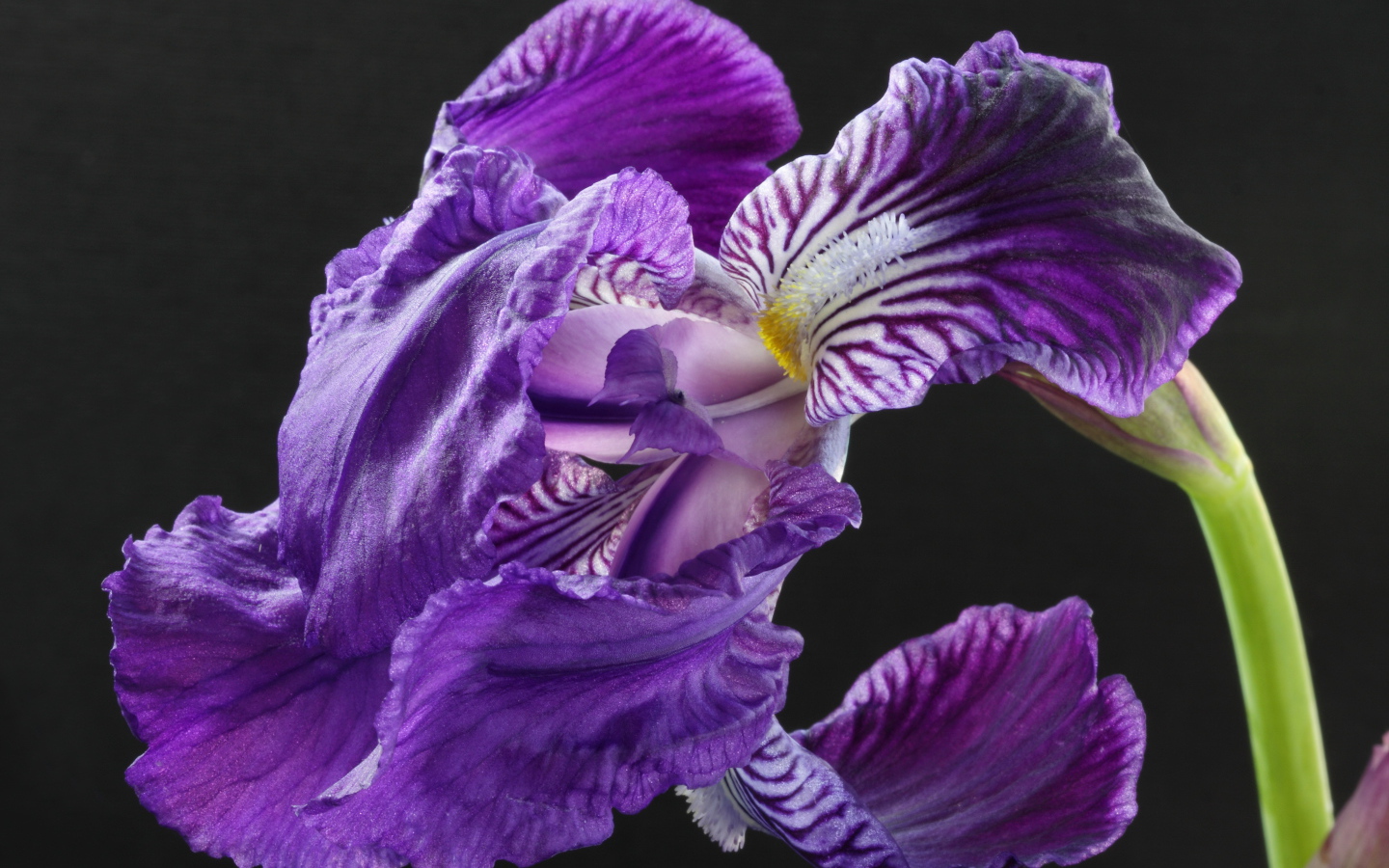 Красивые цветы ирисы на клумбе в саду