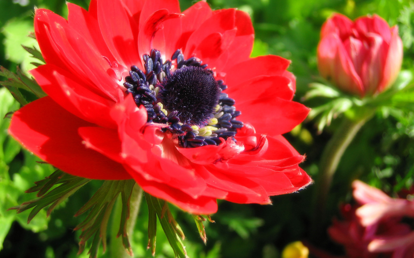 Красивые цветы анемона в парке