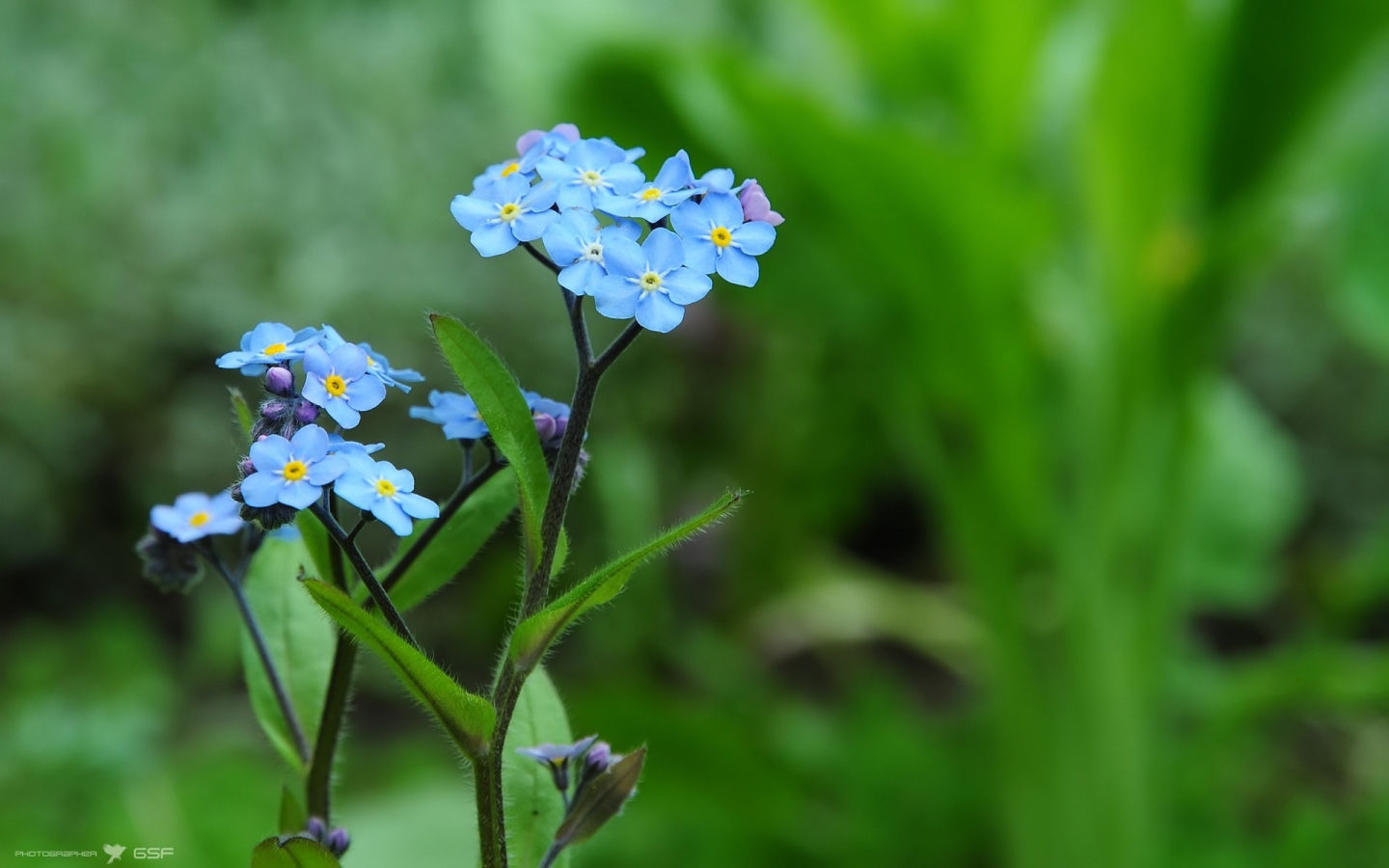 Beautiful flowers of forget-me