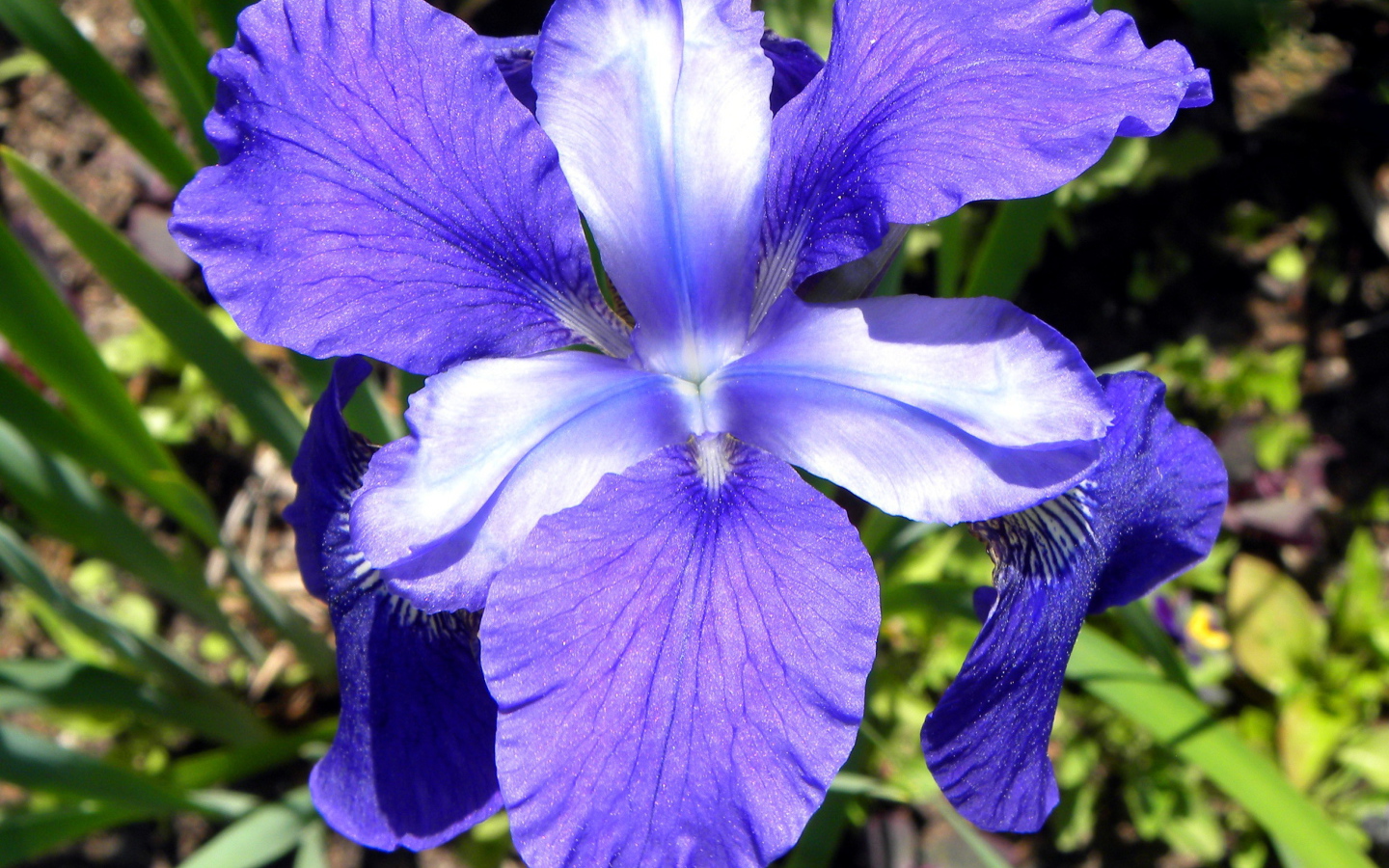 Beautiful flowers of iris on meadow