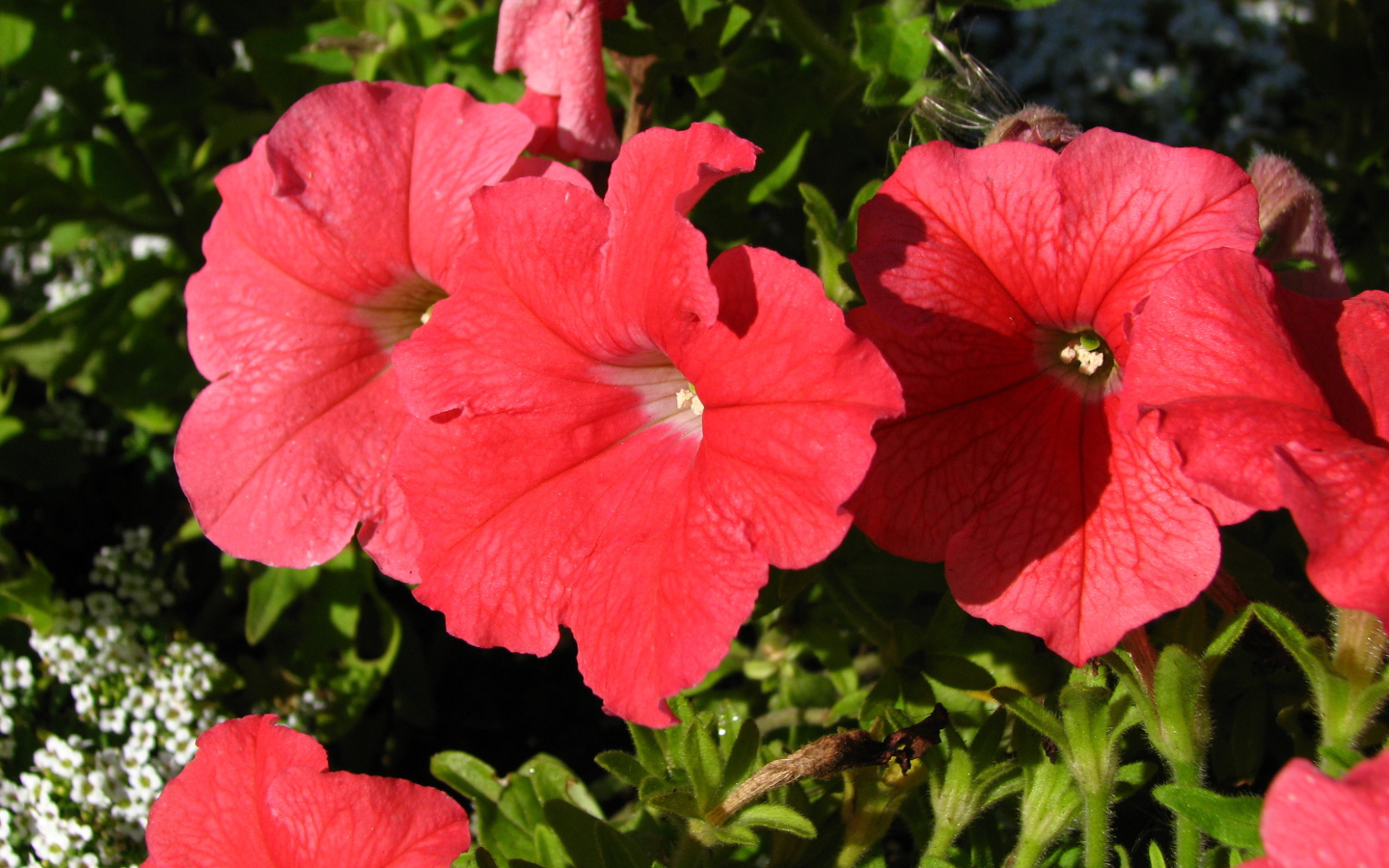 Красивые цветы петуния на клумбе в саду