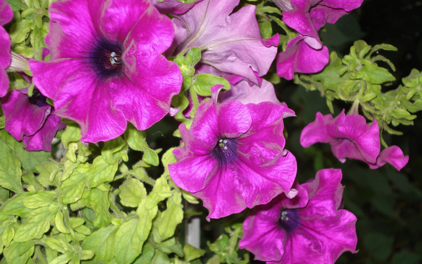 Красивые цветы петуния на поляне