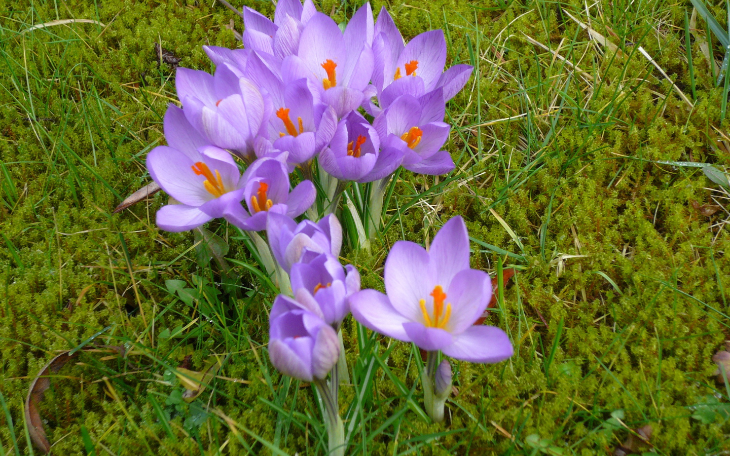 Красивые цветы шафран на газоне