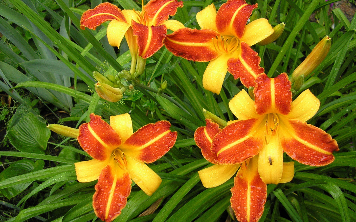 На поляне красивые цветы лилейник