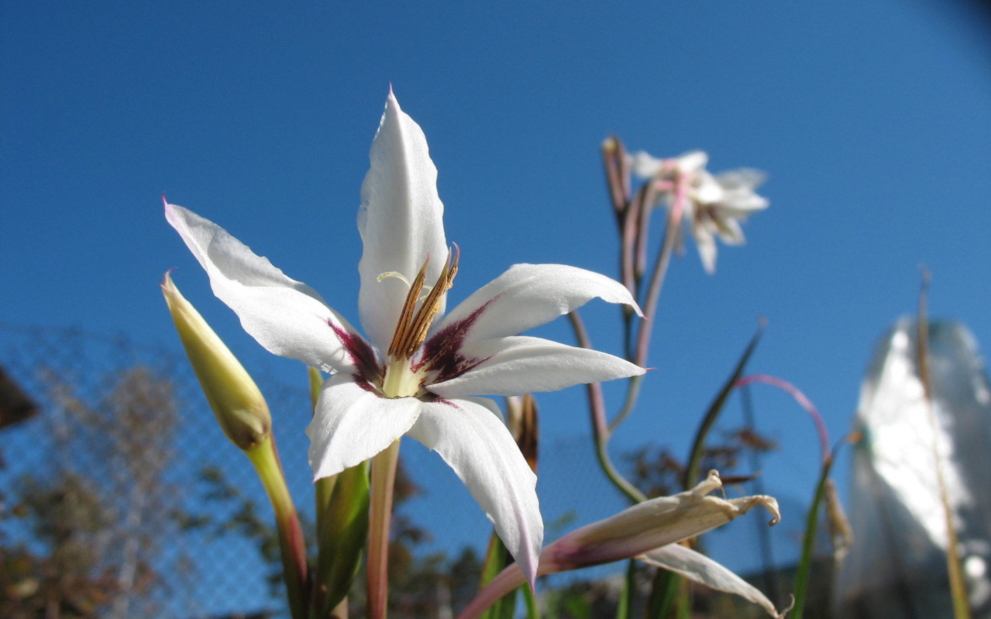 Красивые цветы ацидантера на поляне