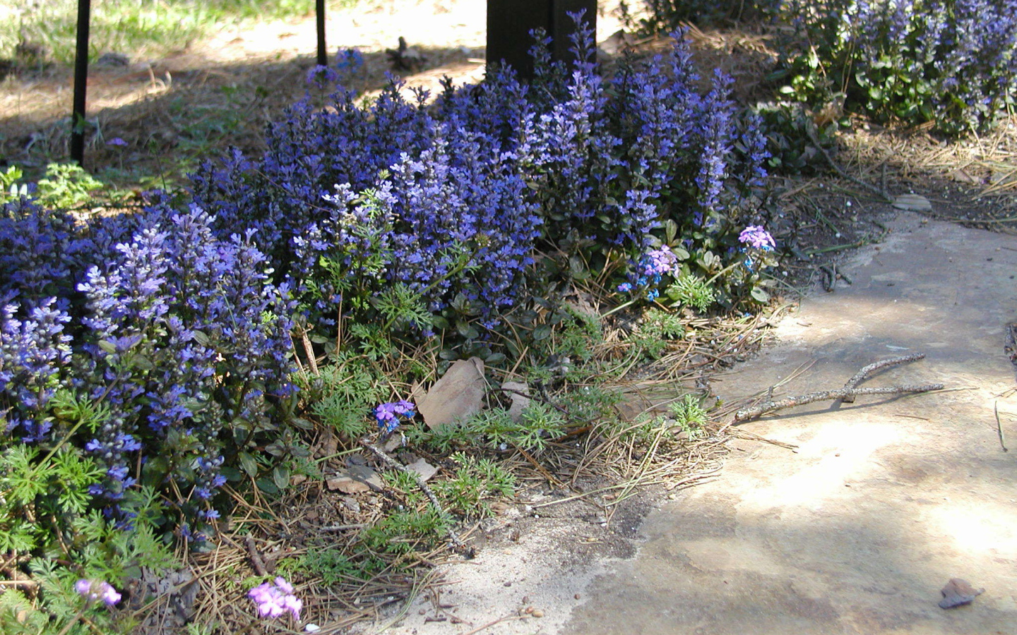 На поляне красивые цветы аюга