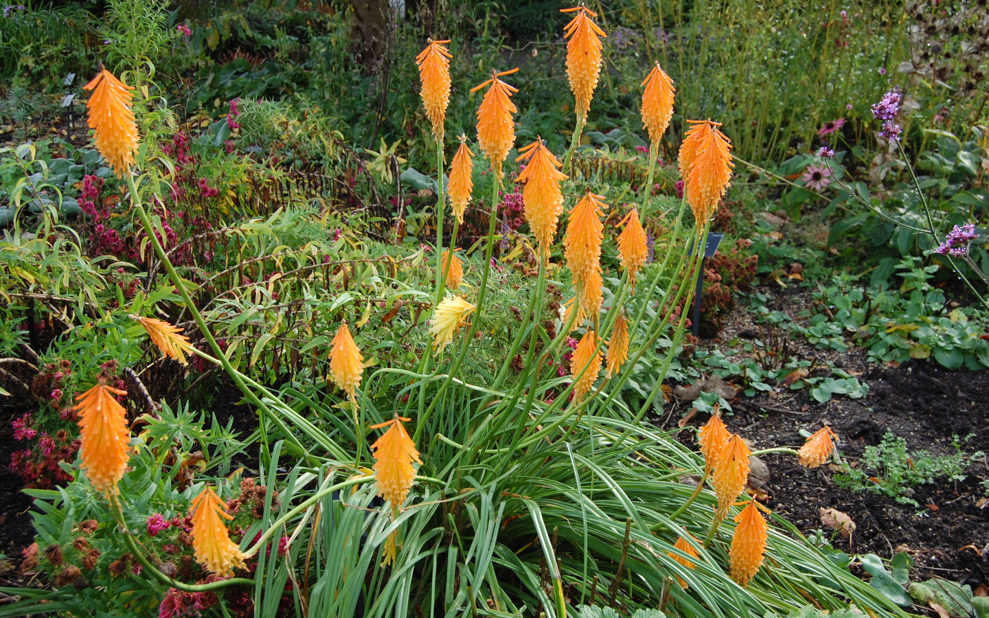 На поляне красивые цветы кникофия