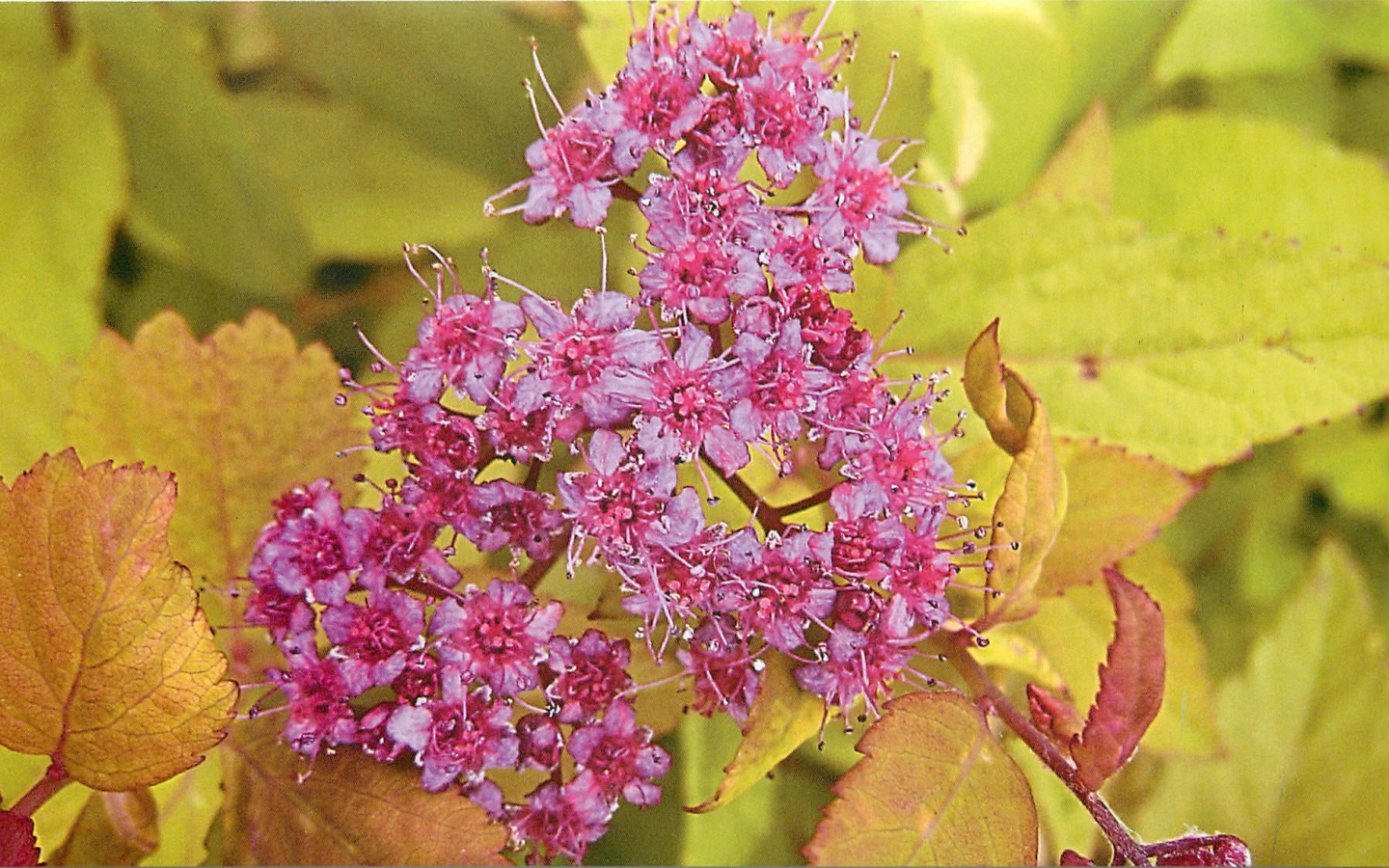 На поляне красивые цветы спирея