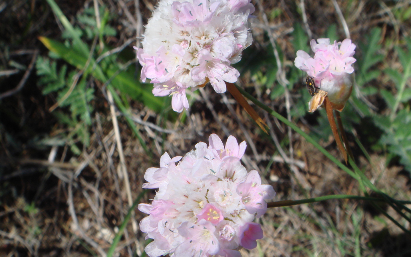 На поляне красивые цветы армерия