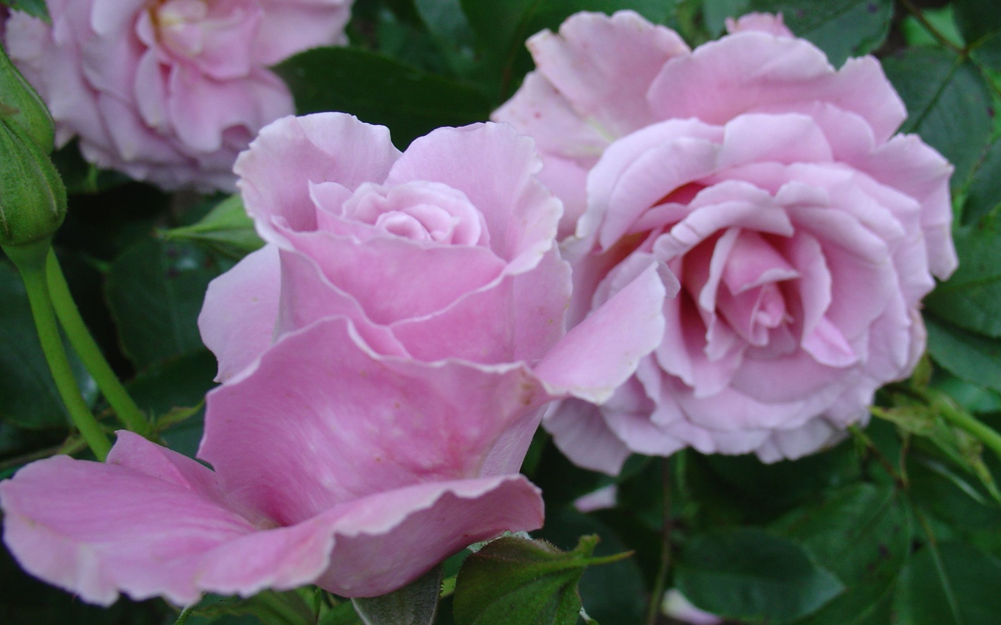 Красивые цветы кустарниковые розы на поляне