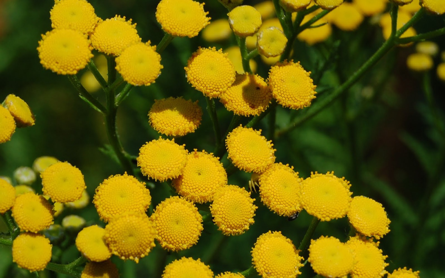 Красивые цветы венидиум (астровые) на поляне